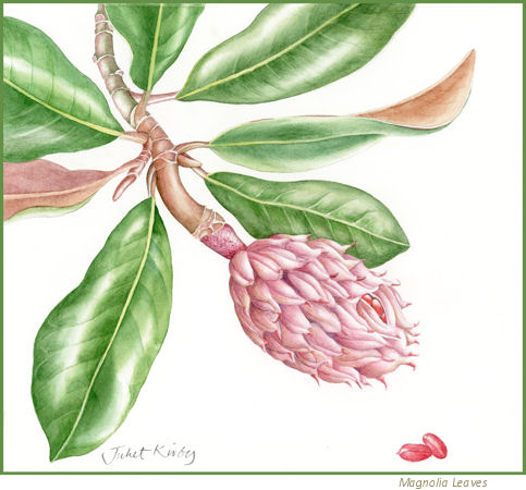 Magnolia Leaves, by Juliet Kirby