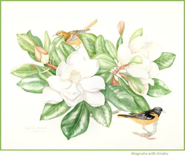 Magnolia and Oriole, by Juliet Kirby