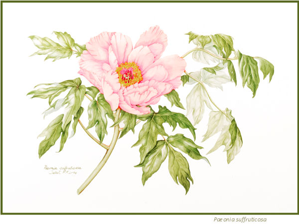 Paeonia, by Juliet Kirby