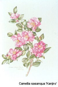 Camellia sasanqua 'Kanjiro', Juliet Kirby