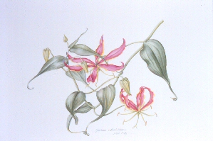 Gloriosa Rothschildiana, Juliet Kirby