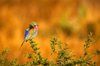 Donald R. Snyder, Bird