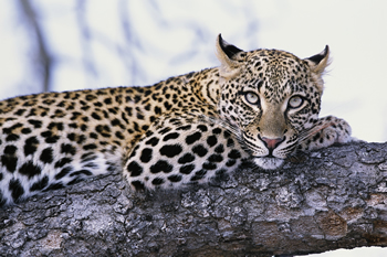 Donald R. Snyder, Leopard