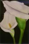 Frances D. Jones, Calla Lilies, Merit Award (21kb)