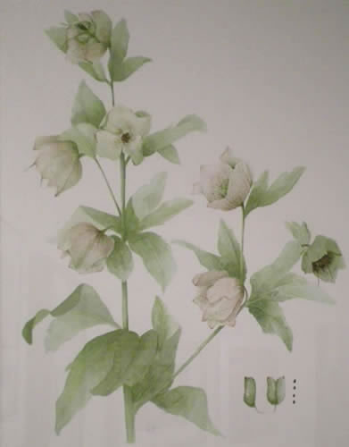 First Place<br />Linda Miller<br /><em>Lenten Rose</em>