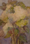 Third Place, Jacqueline Bruce, Sunny Hydrangeas